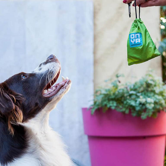 Dog Waste Disposal Bags and Carry Pouch